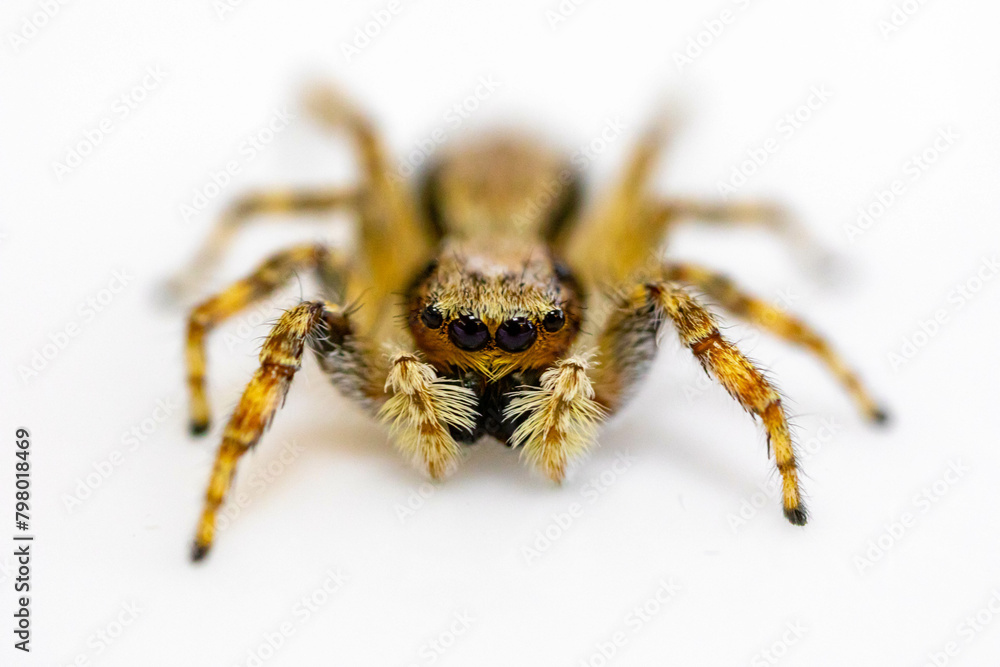 Gray jumping spider (Menemerus bivittatus), isolated in selective focus. flycatcher spider Gray jumping spider (Menemerus bivittatus), isolated in selective focus. flycatcher spider