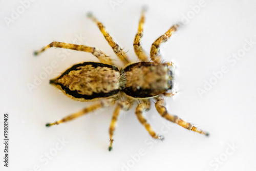 Gray jumping spider (Menemerus bivittatus), isolated in selective focus. flycatcher spider © Adilson
