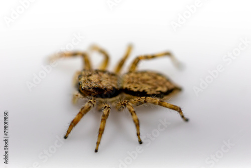 Gray jumping spider (Menemerus bivittatus), isolated in selective focus. flycatcher spider