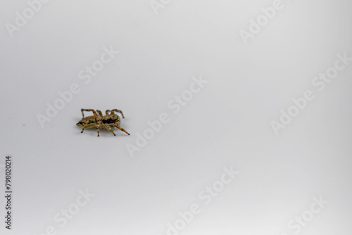 Gray jumping spider (Menemerus bivittatus), isolated in selective focus. flycatcher spider photo