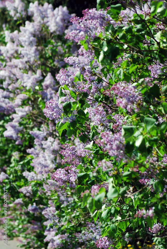 Lilac flowers in the garden Lilac flowers in the garden