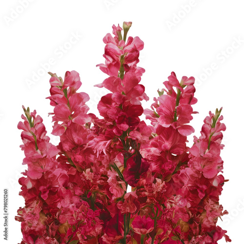 pink flowers isolated on white