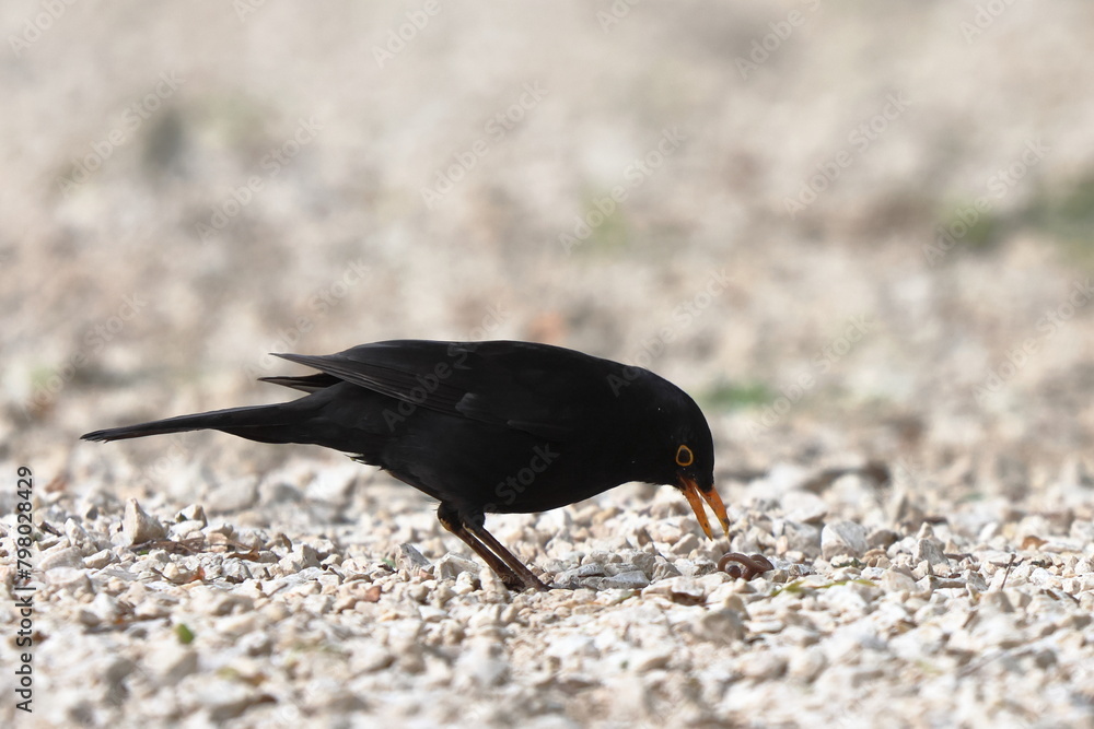 Naklejka premium colazione