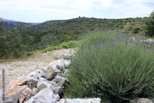 Lavender fields near Brusje on the island Hvar, Croatia