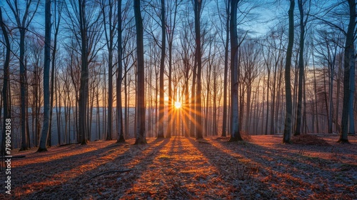 Sunrise in the forest, tall trees with visible light rays piercing through them, casting long shadows on the ground. The sky is painted in hues of blue and orange as sunlight bathes the landscape. © PicTCoral
