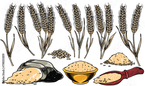 hand drawn engraving colorful grains plant like wheat, soya bean, rice
