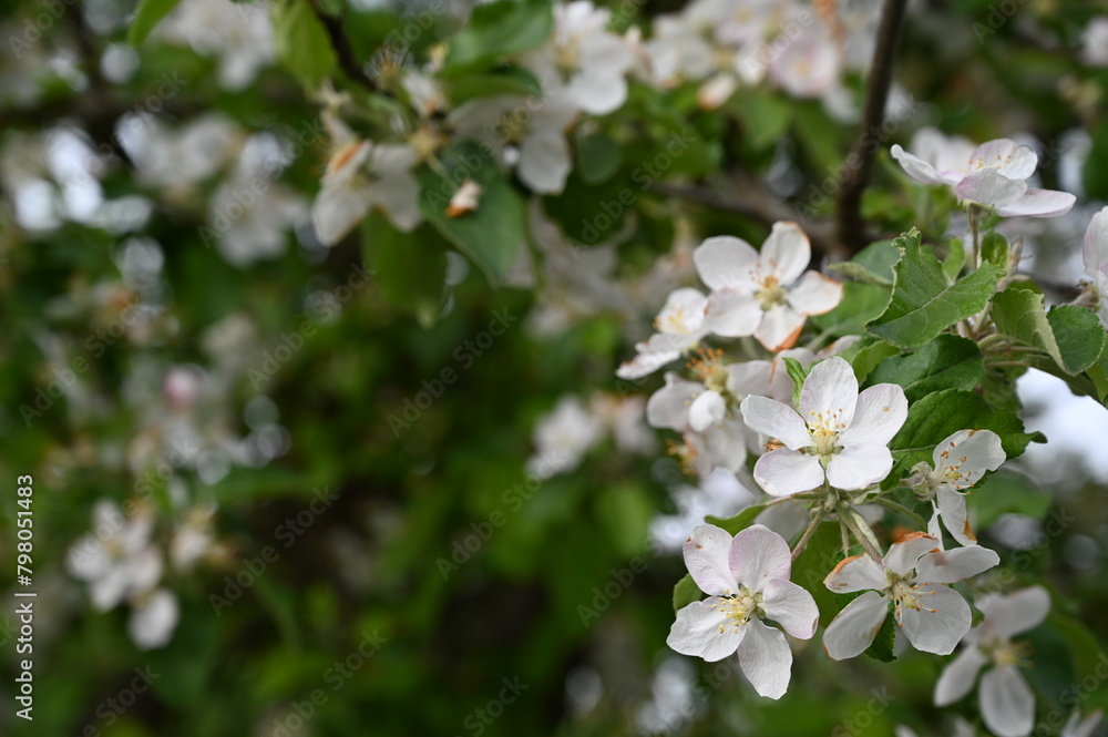 spring apple blossom spring apple blossom