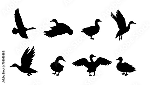 A vector set of ducks silhouettes. Quality detailed outlines of standing and swimming ducks