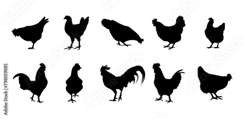 Hen chicken silhouette set, Hen silhouette, Set of chicken rooster silhouette vector