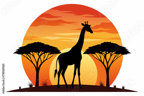 Giraffe  Silhouette on Sunset Branch Vector Illustration for Wall Art & Posters white background