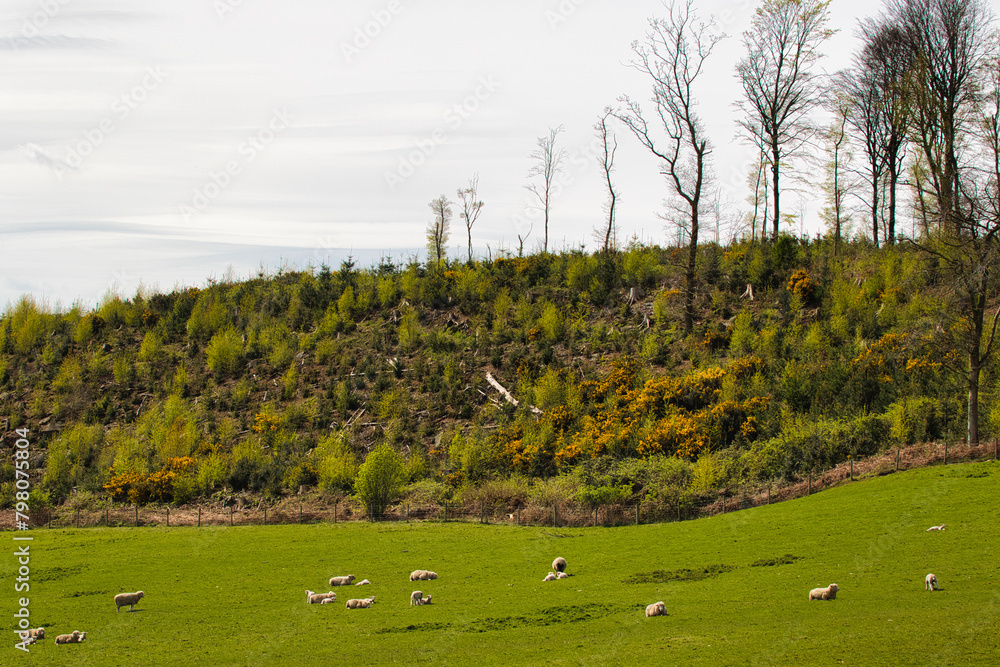 Fototapeta premium Spring Grazing on Green Hillside