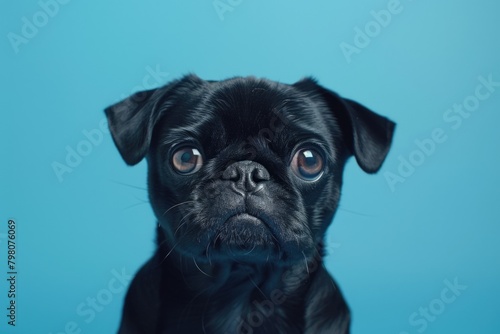 A small black dog with a sad expression. Suitable for pet-related designs
