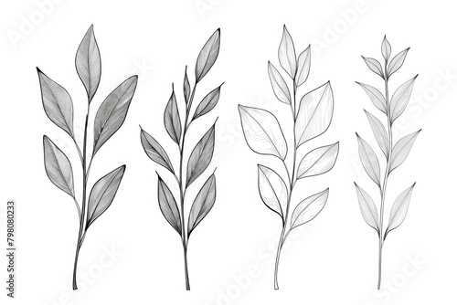 Three different types of leaves on a white background. Ideal for botanical projects