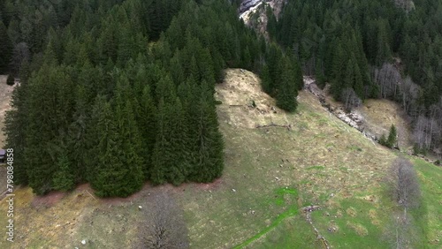 Alpine Forest and Meadow from Above (ID: 798084858)