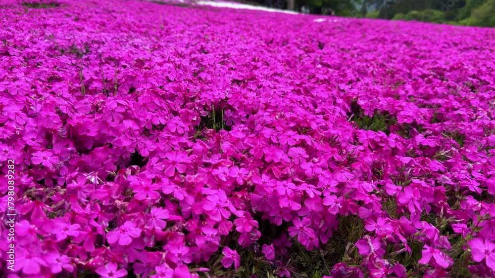 Vibrant pink flowers covering a field in a bright, lush display, shot during daylight Vibrant pink flowers covering a field in a bright, lush display, shot during daylight