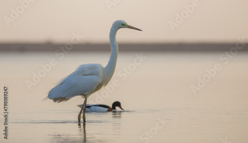 czapla biała i ohar