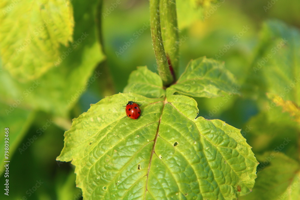 A ladybug on a leaf A ladybug on a leaf