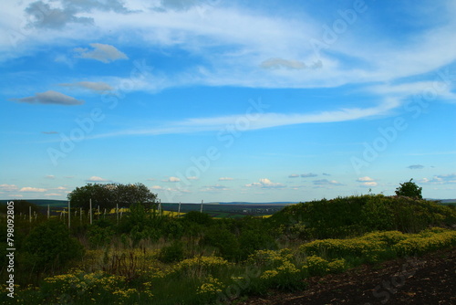 A landscape with trees and bushes