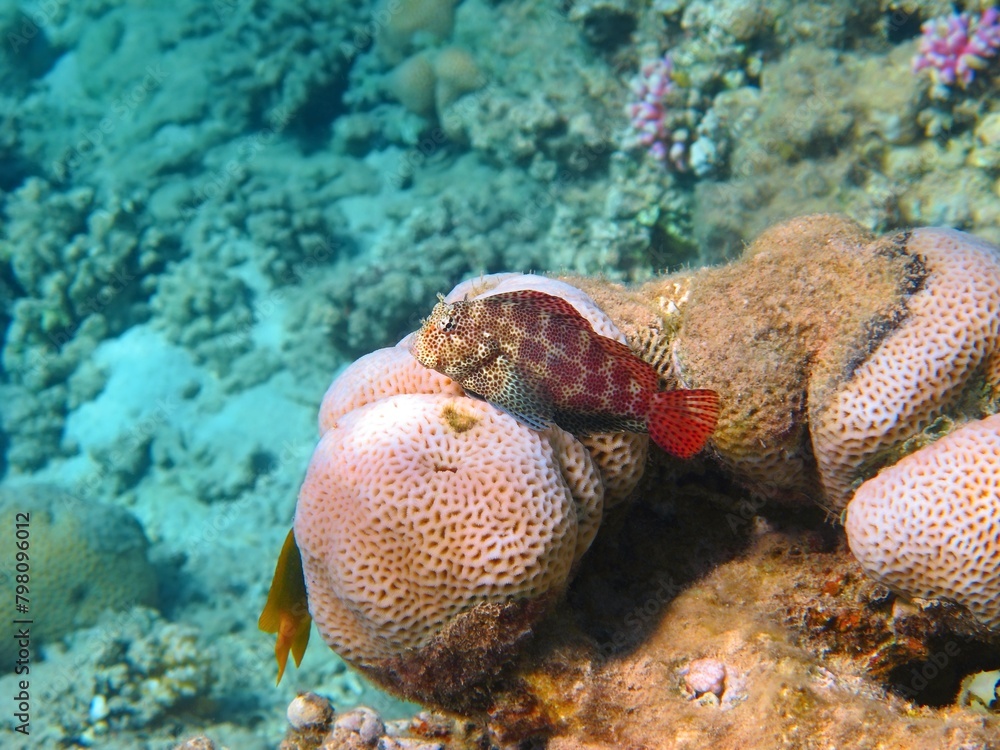 Spotted red blenny on the tropical coral reef. Underwater photography, scuba diving on the reef. Marine animal, close portrait. Aquatic wildlife and corals. Spotted red blenny on the tropical coral reef. Underwater photography, scuba diving on the reef. Marine animal, close portrait. Aquatic wildlife and corals.