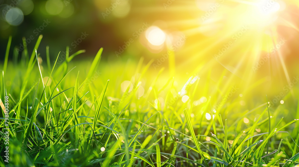 Bright summer morning: Close-up of vibrant, youthful grass bathed in sunlight.