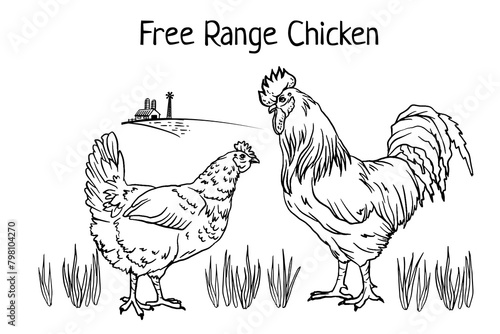 Free range chickens graphic illustration. Chicken and rooster on country grass field. Decorative bird hen engrave doodle style. Farm animal logo. Vector illustration of a poultry for farming products 