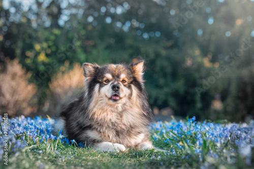Portrait of Finnish Lapphund dog