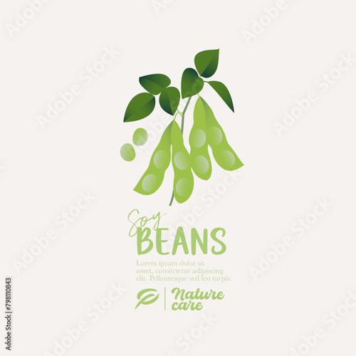 Soy beans on the branch with leaves, vector illustration