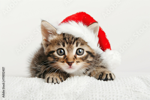 Striped kitten on Christmas festive white background