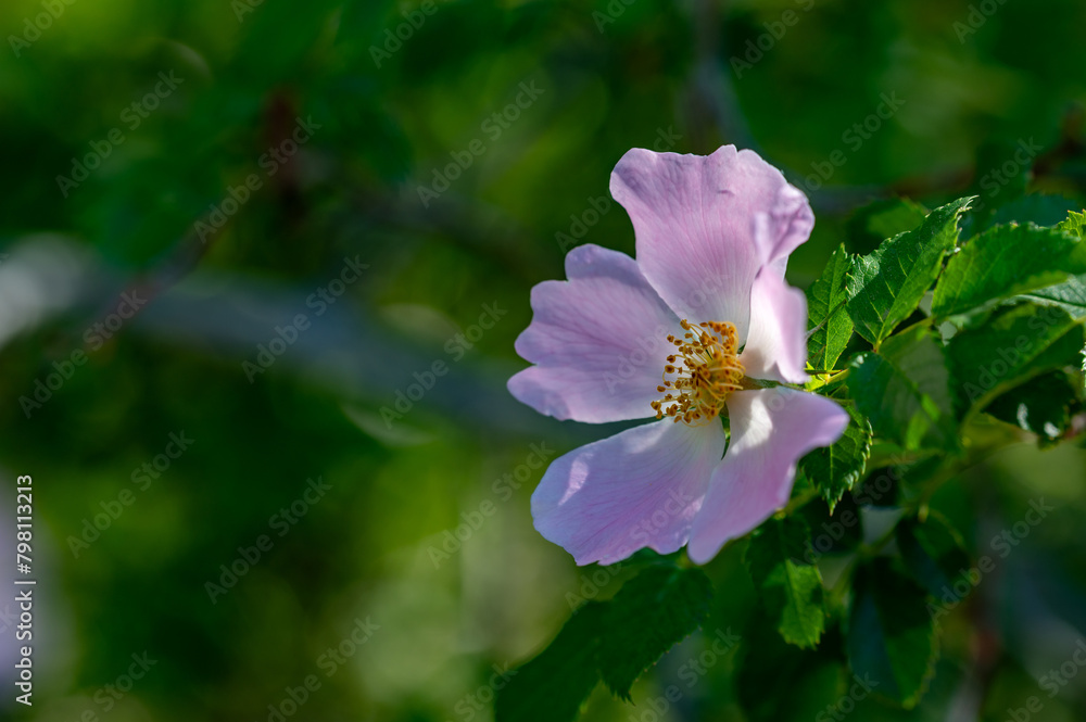 Detail of a wild rose hip flower (Rosa canina) in the field Detail of a wild rose hip flower (Rosa canina) in the field