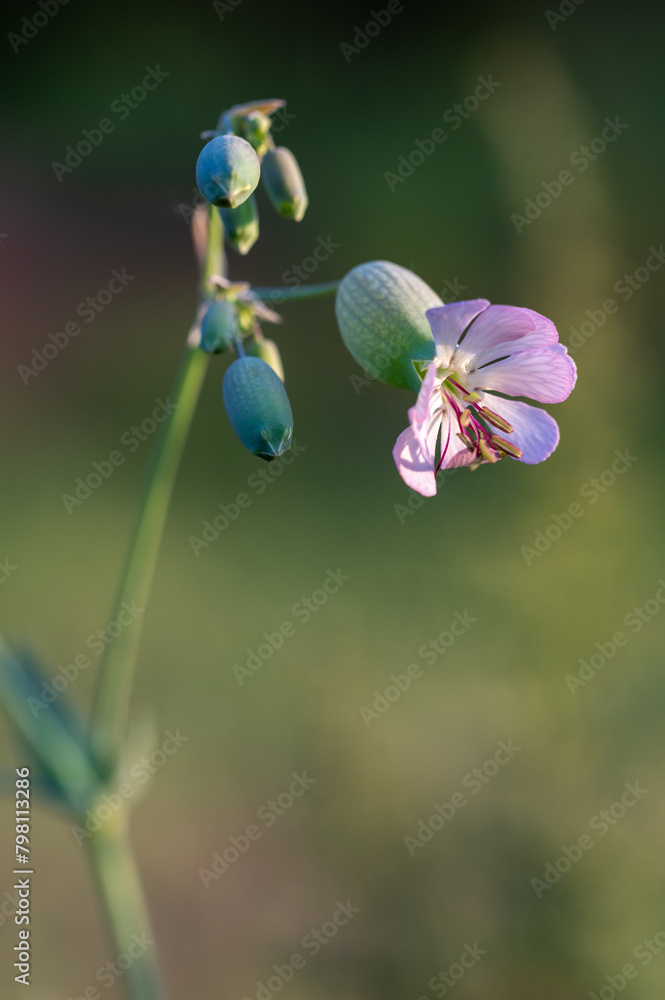 Vertical detail of a pretty colleja flower (Silene vulgaris) in the field Vertical detail of a pretty colleja flower (Silene vulgaris) in the field