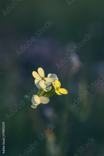 Detail of small yellow flowers of biscutella (Biscutella cichoriifolia) in the meadow at sunset in spring photo