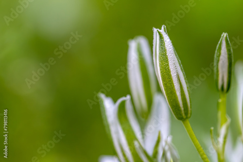 Detail of Bethlehem star flowers (Ornithogalum umbellatum) covered in dew drops in the meadow at sunrise in spring photo