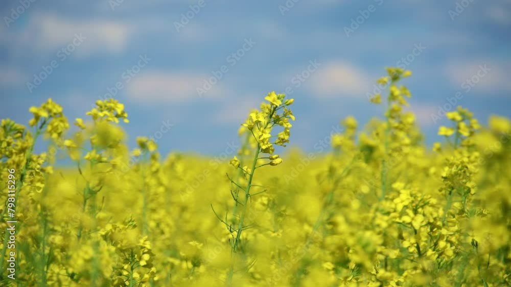 agricultural field with yellow rapeseed flowers, against a blue sky with white clouds, a bright spring landscape on a sunny day, a beautiful scene
agricultural field with yellow rapeseed flowers, against a blue sky with white clouds, a bright spring landscape on a sunny day, a beautiful scene