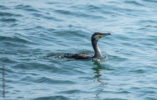 cormorat