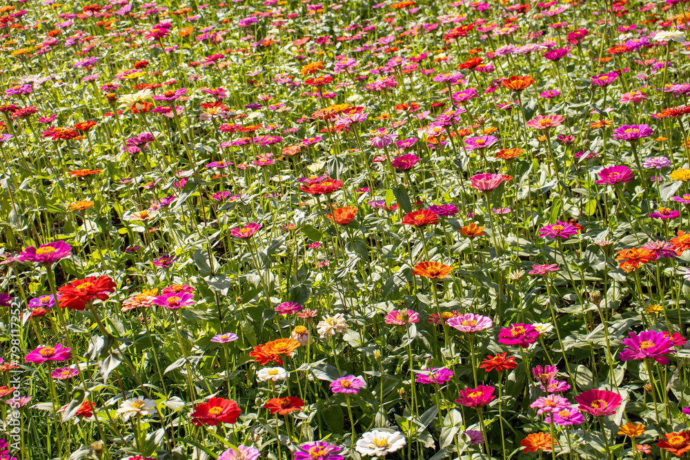 flowers in a meadow