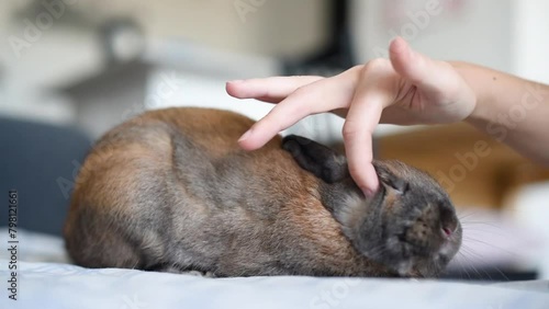 Detalle de una mano blanca acariciando a un adorable conejo neerlandés enano marrón. Concepto de conejitos como mascota o animal doméstico.  photo