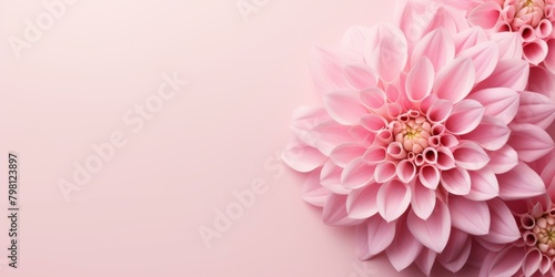 Pink Dahlia Flower on a Pink Background