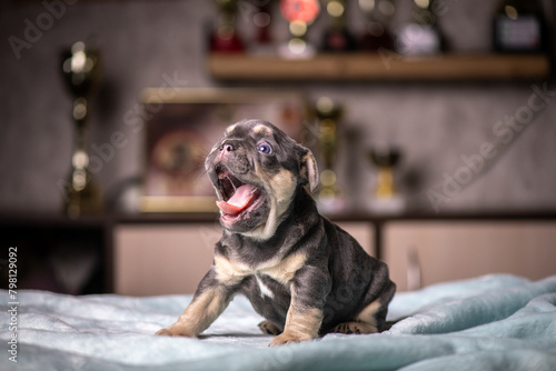 Portrait of a small purebred French bulldog puppy.