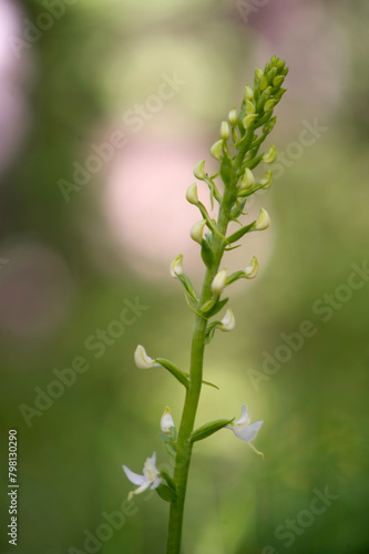  Orchid Inflorescence of Platanthera kuenkelei H.Baumann subsp. kuenkelei (Platanthera bifolia) San Leonardo. Macomer. Sardinia, Italy. photo