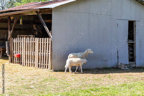 sheep on farm with small barn