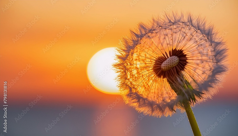 Sunset Embrace: Dandelion Bathed in Last Light of Day