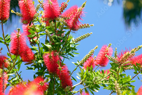 Fotografia Branches of a blooming callistemon against the blue sky