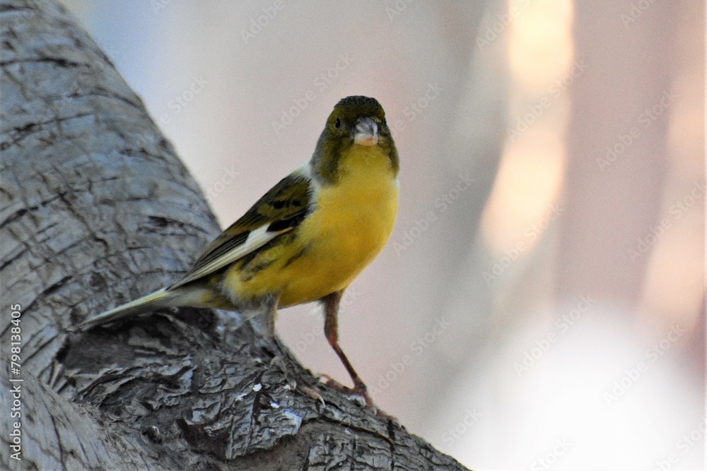 Fototapeta premium yellow wagtail on a branch