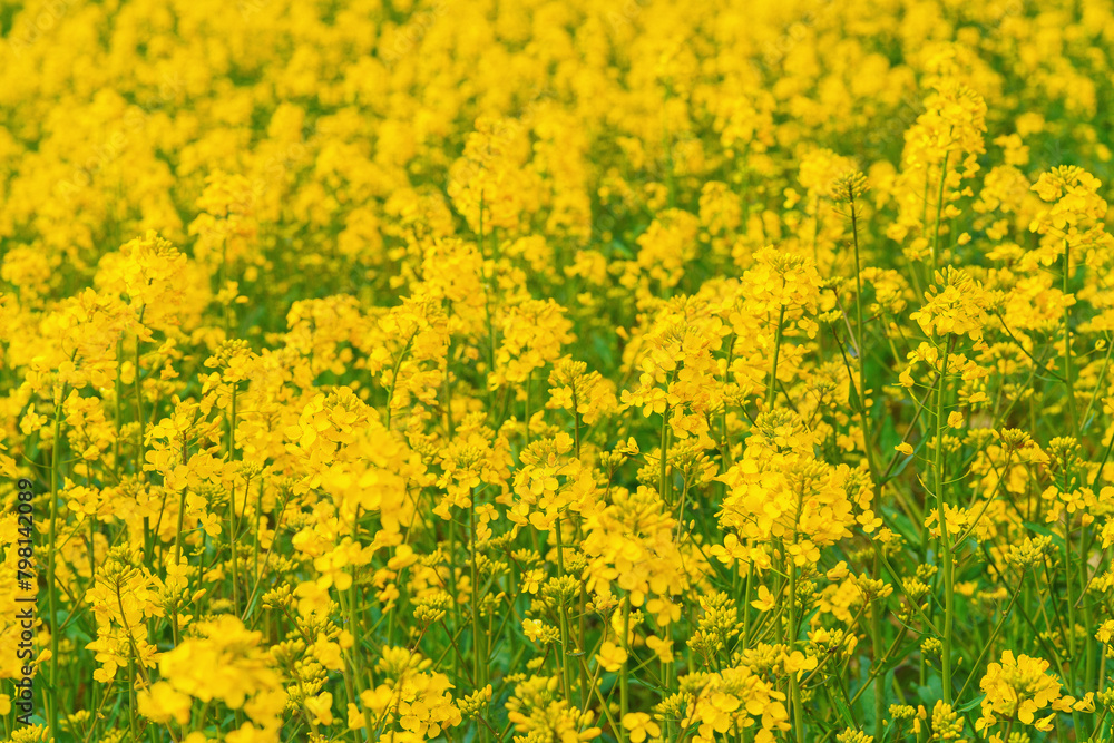 An aerial panoramic view of a large field of bright yellow blooming canola with trees in the background under a pale blue sky with white clouds. An aerial panoramic view of a large field of bright yellow blooming canola with trees in the background under a pale blue sky with white clouds.