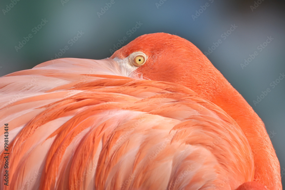 Obraz premium pink flamingo bird with bright feathering