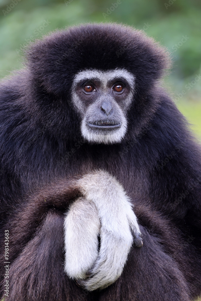 lar gibbon (Hylobates lar), also known as the white-handed gibbon, an endangered primate in the gibbon family, Hylobatidae. lar gibbon (Hylobates lar), also known as the white-handed gibbon, an endangered primate in the gibbon family, Hylobatidae.