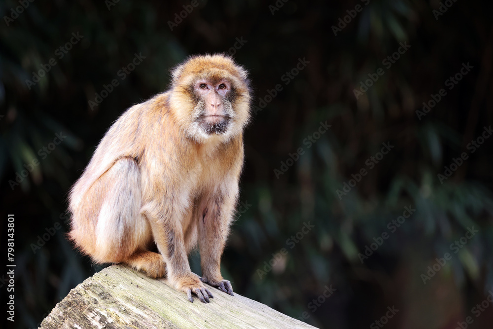 Barbary macaque (Macaca sylvanus) ape on tree trunk