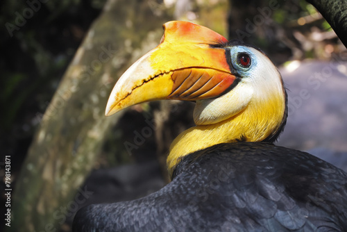 The knobbed hornbill (Rhyticeros cassidix), also known as Sulawesi wrinkled hornbill, is a colourful hornbill native to Indonesia. photo