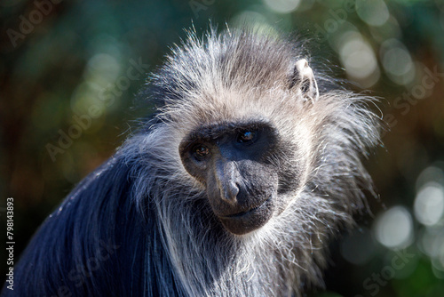 The king colobus (Colobus polykomos), also known as the western black-and-white colobus photo