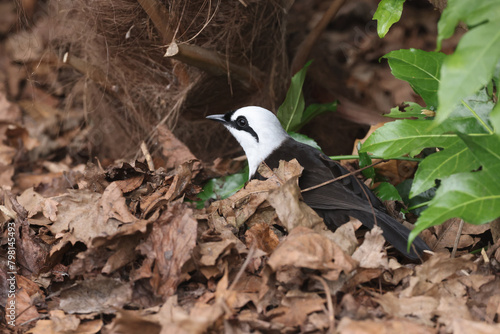 Garrulax bicolor bird in dry leaves in forest 